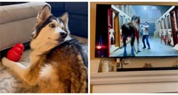Haski pomno pratio reklamu u kojoj vuk napada psića, reakcijom oduševio TikTok