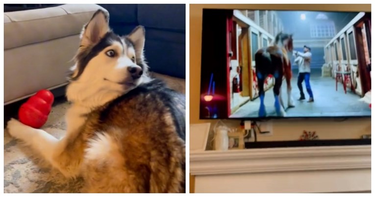 Haski pomno pratio reklamu u kojoj vuk napada psića, reakcijom oduševio TikTok