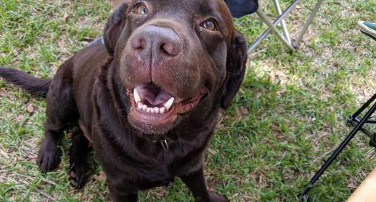 Pas uletio na proslavu, gostima je sve bilo jasno kada su mu vidjeli ogrlicu