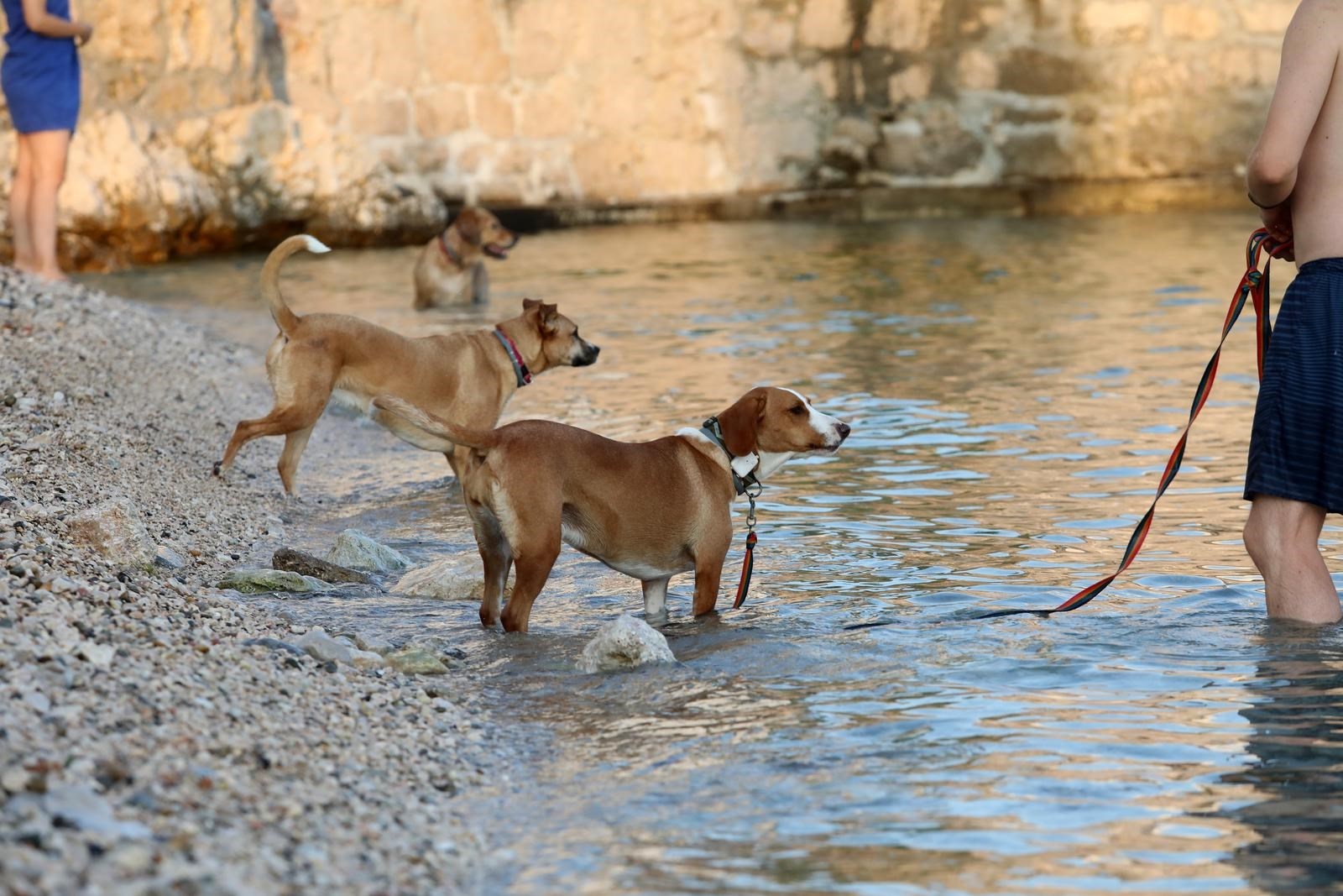 ANKETA Smetaju li vam psi na plaži?