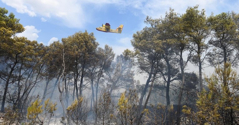 Agronom: Uzrok požara u Dalmaciji je alepski bor, zapaljena šiška leti kao metak
