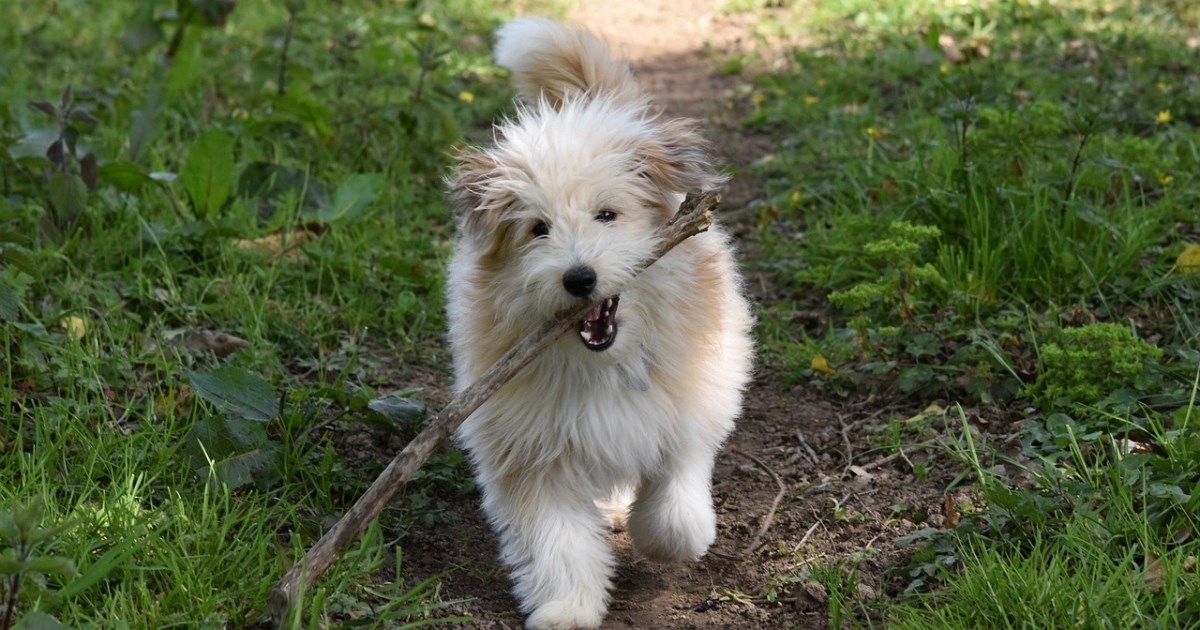 Veterinarka upozorava na opasnu naviku gotovo svih vlasnika pasa: "Može biti kobna"