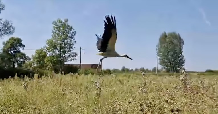 Prekrasan prizor u Turopolju: Rode, čaplje i galebovi pušteni su u prirodu