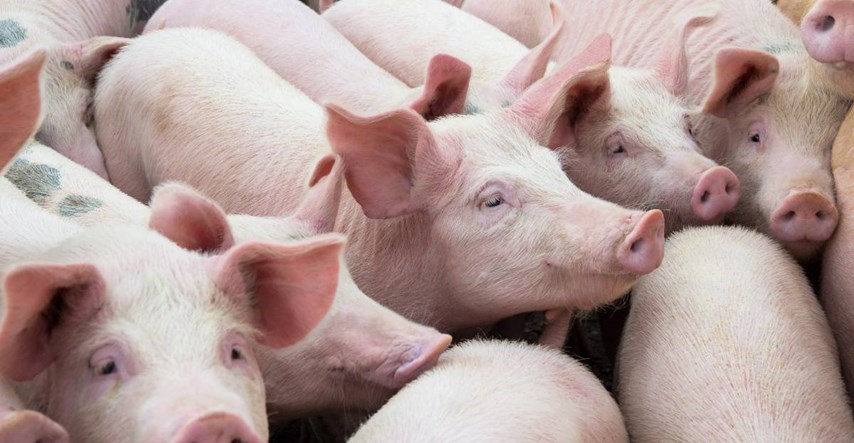 Dvojica muškaraca s farme kod Zagreba ukrala više od 70 svinja, šteta je 100.000 kuna