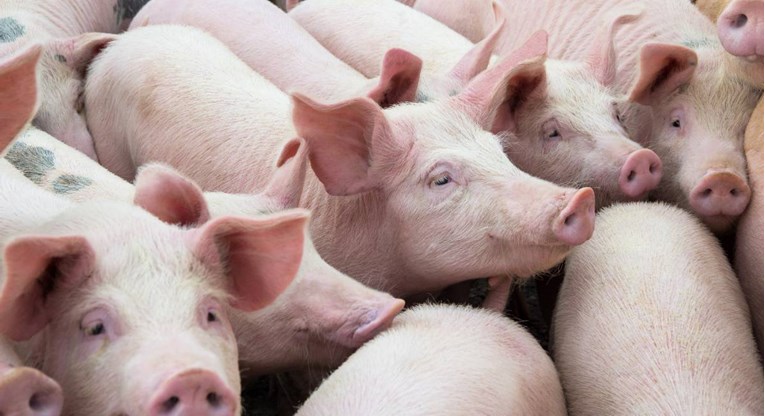 Dvojica muškaraca s farme kod Zagreba ukrala više od 70 svinja, šteta je 100.000 kuna