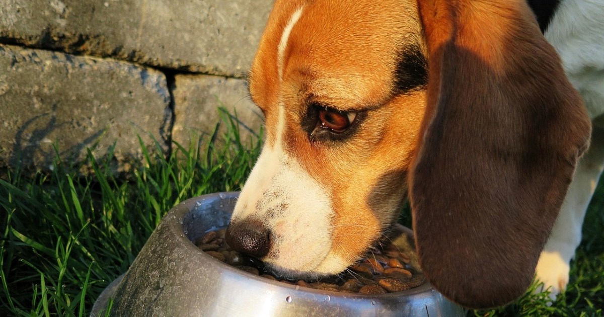 Koliko puta dnevno treba hraniti psa? Veterinari otkrivaju najbolji raspored
