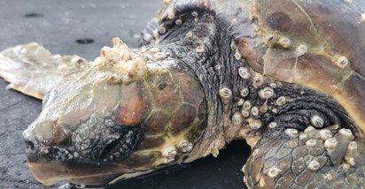 Na Lošinju se liječe čak tri morske kornjače koje boluju od istog sindroma
