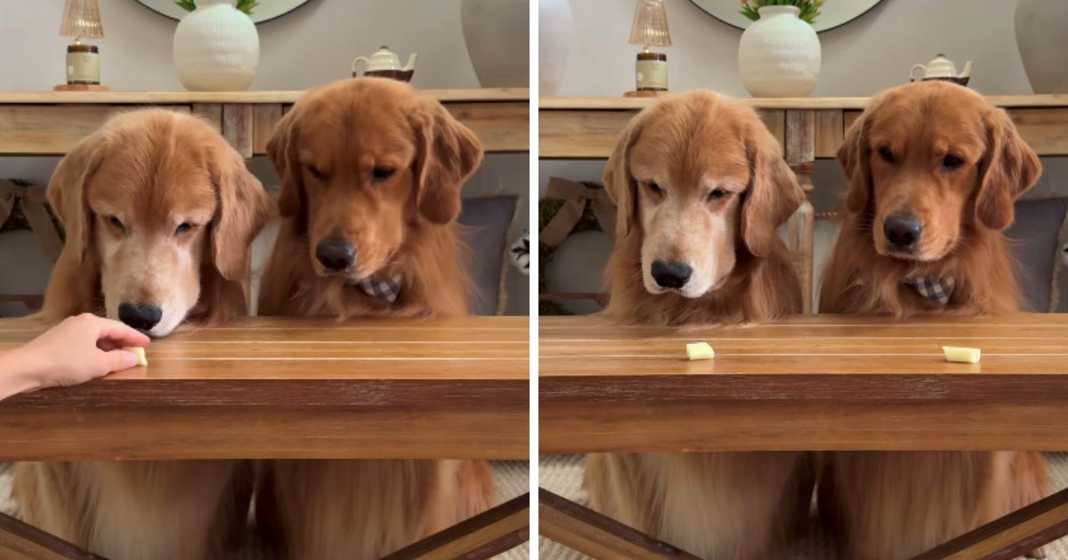 Vlasnica pse ostavila same sa sirom. Ono što se dogodilo će vas nasmijati