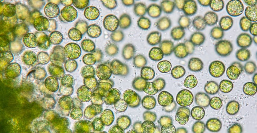Otkrivene alge koje imaju tri različita spola