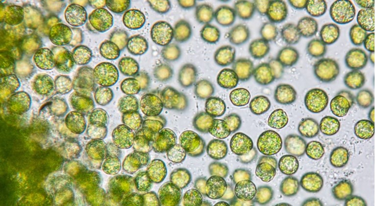 Otkrivene alge koje imaju tri različita spola