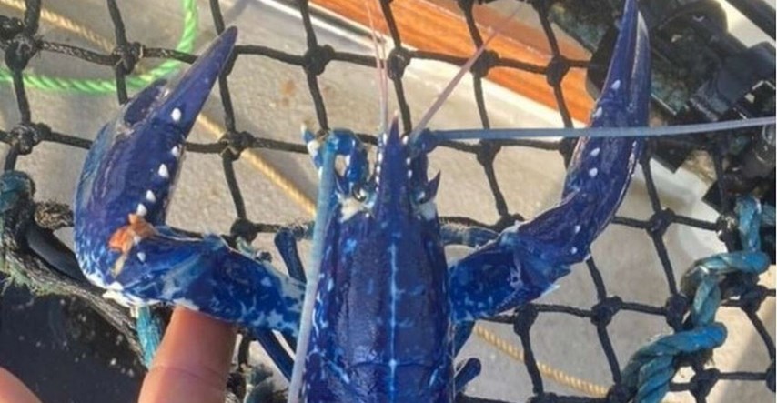 Ribar uhvatio veoma rijetkog plavog jastoga