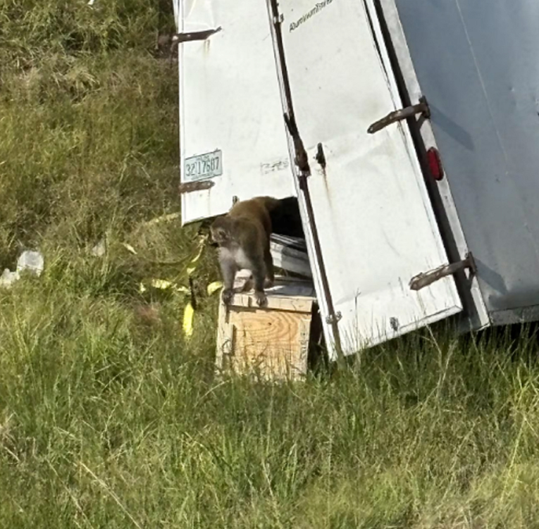 VIDEO Kamion pun majmuna prevrnuo se na autocesti u Americi, većina životinja ubijena