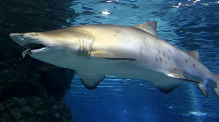 Talijana u Kolumbiji ubio tigrasti morski pas, jedna od najopasnijih vrsta