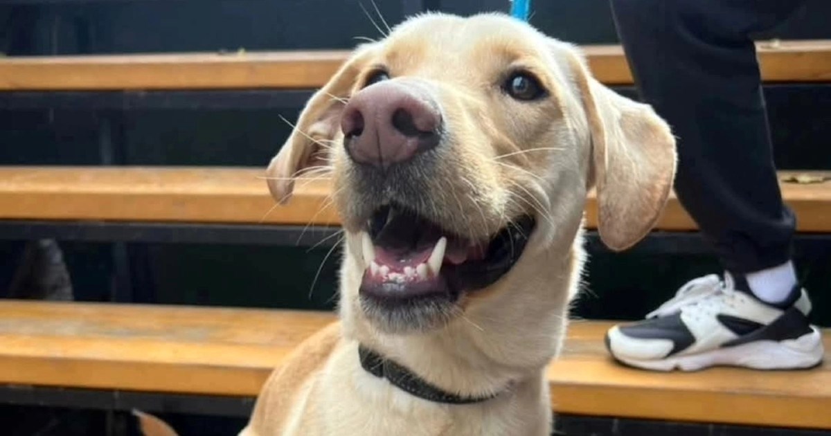 Osmijeh koji osvaja: Pisco dvije godine traži dom. U sklonište je stigao kao štene