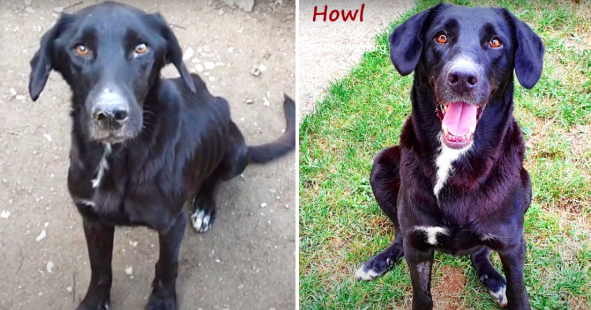 Labrador ostavljen bez hrane u prljavoj garaži pokazao nevjerojatnu transformaciju
