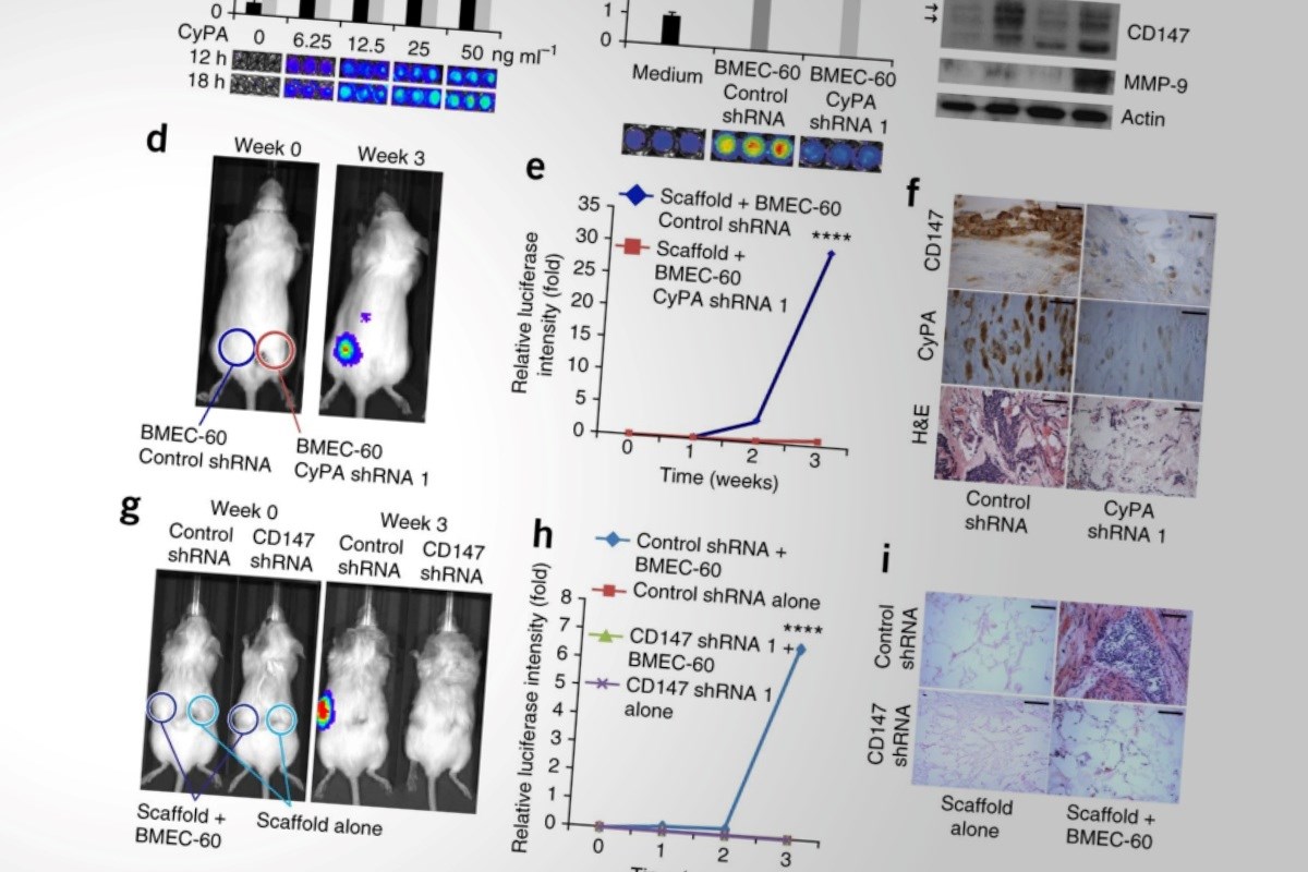 Institut povezan s Harvardom manipulirao studijama o raku. Platit će 15 milijuna dolara