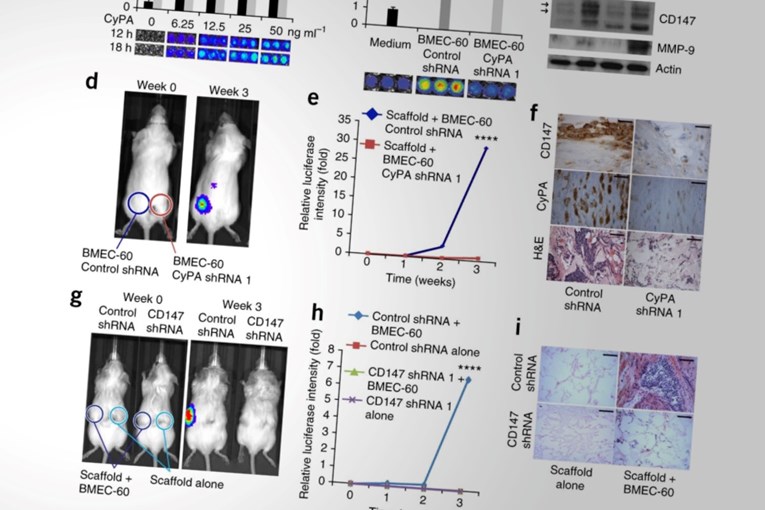 Institut povezan s Harvardom manipulirao studijama. Platit će 15 milijuna dolara