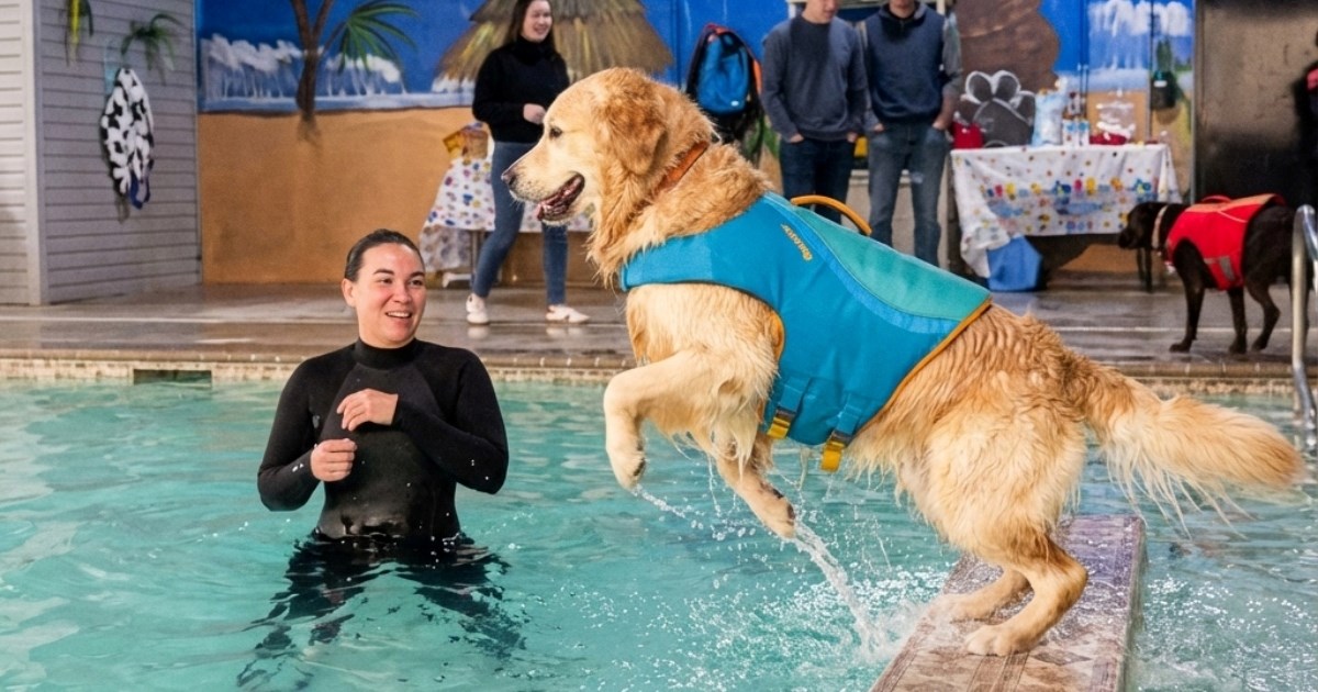 VIDEO Prva zabava na bazenu zlatnog retrivera završila je urnebesno