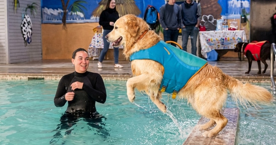 VIDEO Prva zabava na bazenu zlatnog retrivera završila je urnebesno