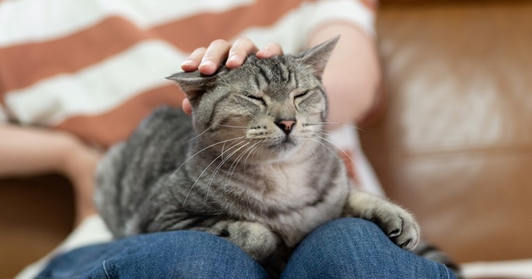 Kako prepoznati da vas mačka voli? Ovi znakovi to otkrivaju