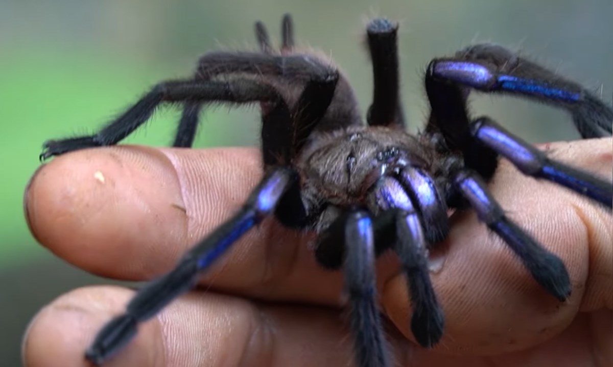 Otkrivene nove tarantule s rekordno velikim spolnim organima