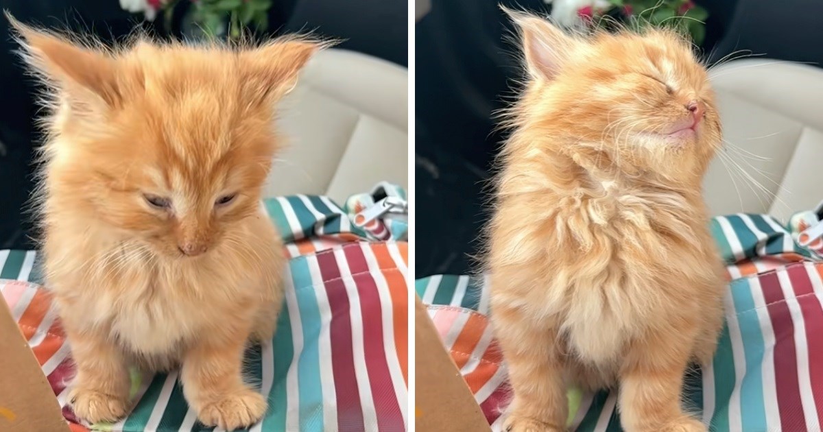 Jedva sjedi od umora: Pospana mačka jedva drži oči otvorene dok se vozi u autu