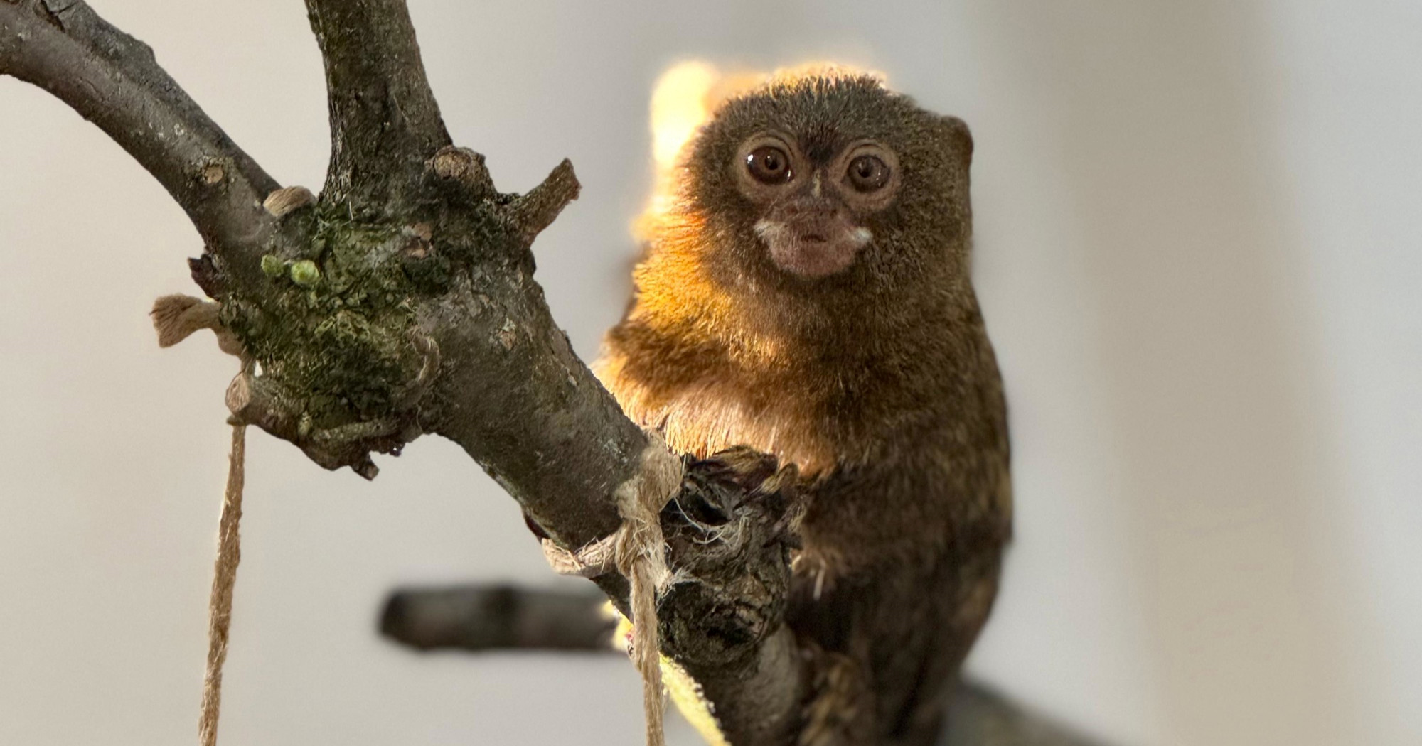 U zagrebački ZOO stigla dva patuljasta marmozeta, teški su po 100 grama