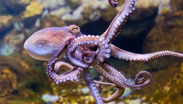 Dio znanstvenika: Zabranite komercijalno uzgajanje hobotnica, one misle i osjećaju
