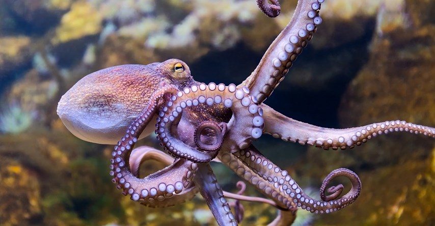 Dio znanstvenika: Zabranite komercijalno uzgajanje hobotnica, one misle i osjećaju