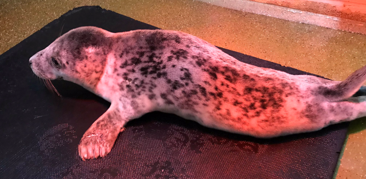 Ozlijeđeni tuljan uginuo nakon što su ga preplašili ljudi na obali