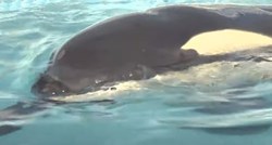 Mladunče orke uginulo uzaludno tražeći majku