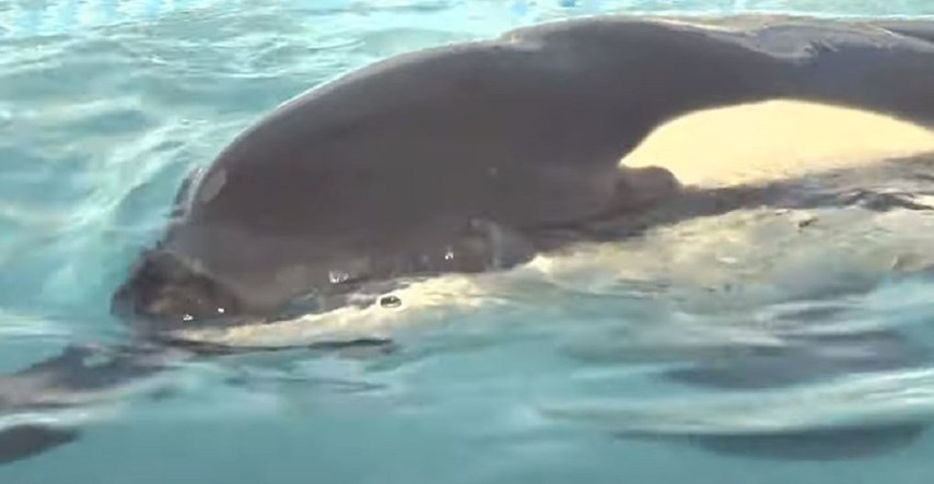 Mladunče orke uginulo uzaludno tražeći majku