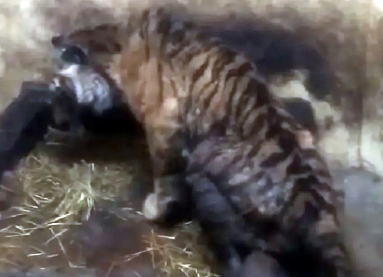 Prijavljen zoološki vrt u Srbiji. "Medvjedica umirala u mukama, tigar se bori za život"