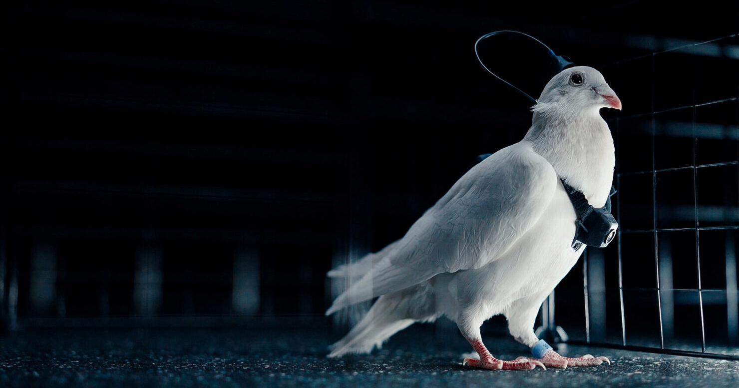 Rusi razvijaju golubove-dronove