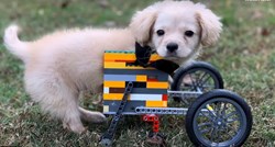 Dječak napravio invalidska kolica od lego kockica za štene bez prednjih nogu