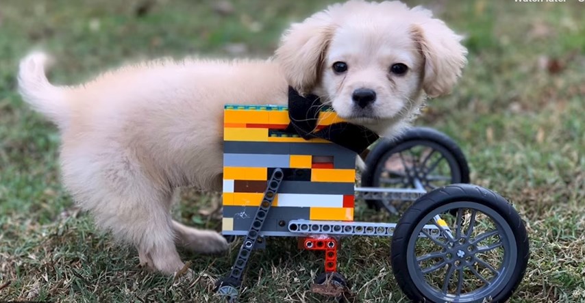 Dječak napravio invalidska kolica od lego kockica za štene bez prednjih nogu