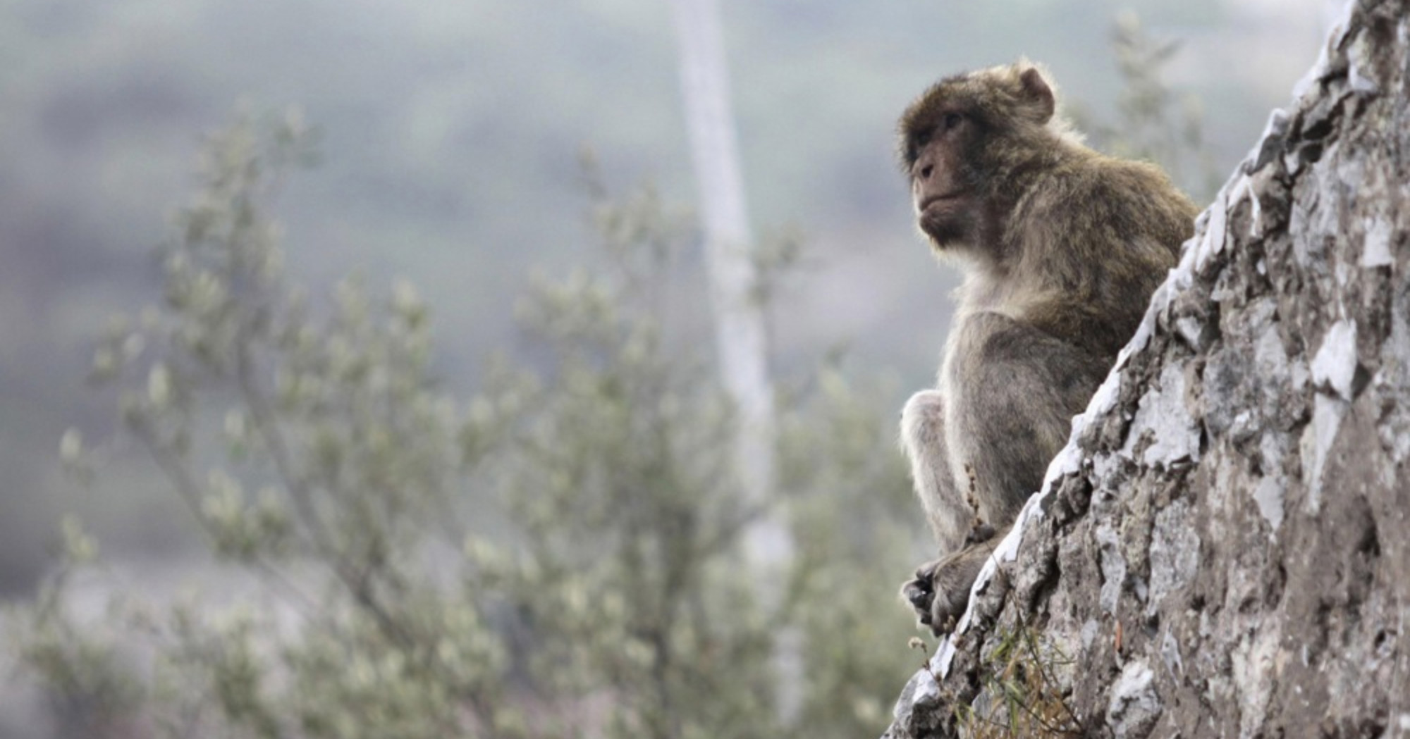 Znanstvenici otkrili: Gibraltarski makakiji jedu zemlju, to im je lijek za želudac