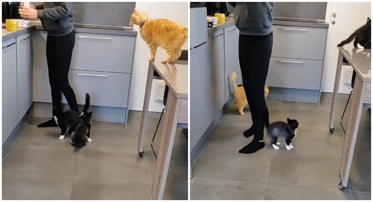 Vlasnica pokazala kako izgleda priprema hrane za njene mačke, video je hit