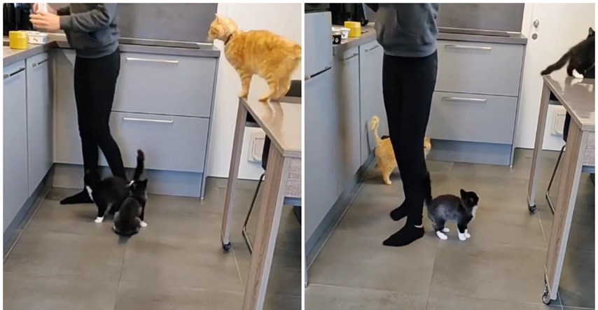 Vlasnica pokazala kako izgleda priprema hrane za njene mačke, video je hit