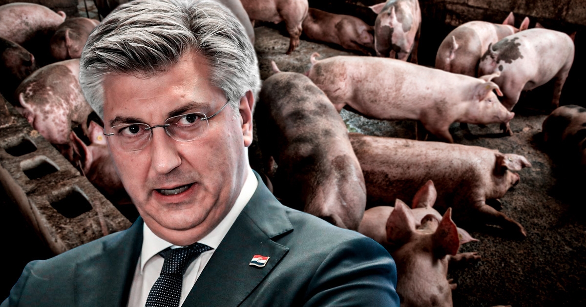 Cjepivo protiv svinjske kuge postoji, no postoje razlozi zašto ga nemamo