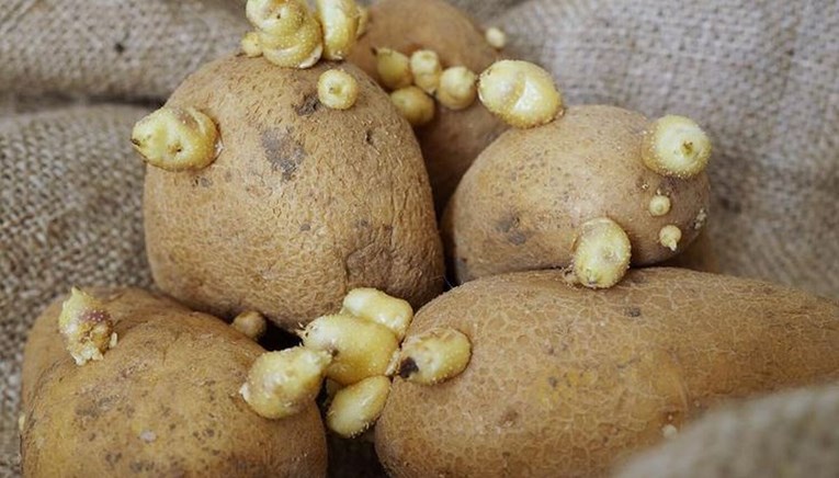 Ovaj trik spriječit će klijanje krumpira, tajna je u jednoj namirnici