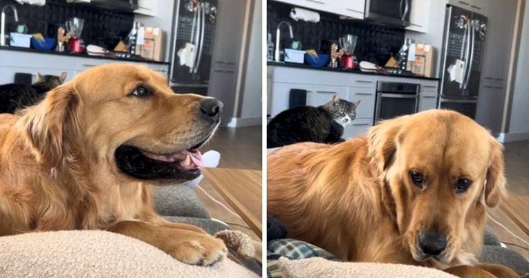 Zlatni retriver primijetio da iza njega sjedi mačka, pogledajte kako je reagirao