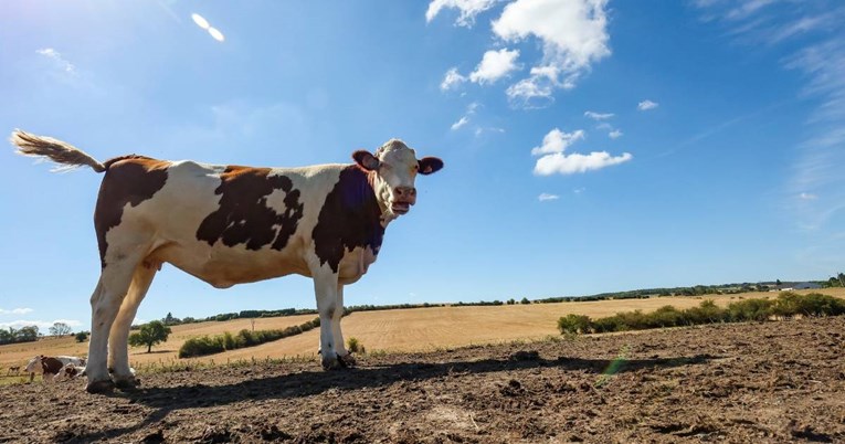 Uzgojene krave koje ispuštaju manje metana. Neki skeptični: "Što je s probavom?"