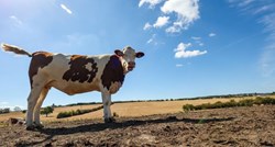 Uzgojene krave koje ispuštaju manje metana