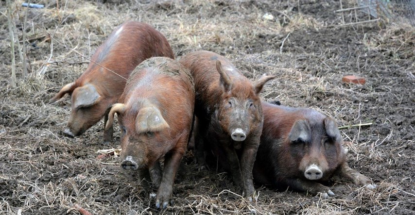 Hrvatskoj ukinuta sva ograničenja nastala zbog klasične svinjske kuge