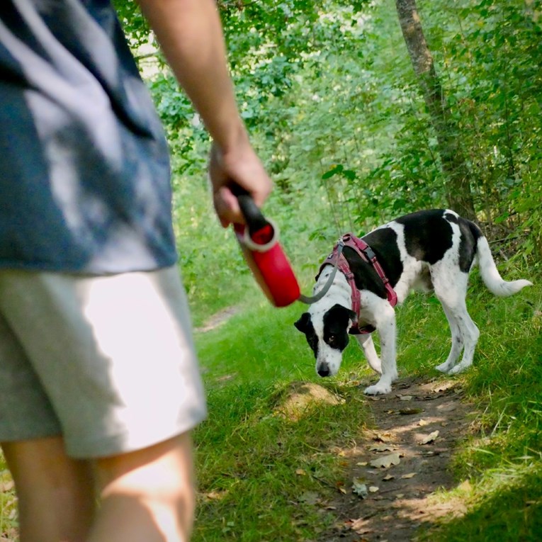 Veterinarka upozorava: Ovi znakovi jasno pokazuju da je prevruće za šetnju psa