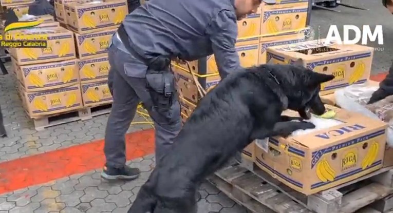Talijani pronašli  2700 kila kokaina u bananama, pogledajte snimku
