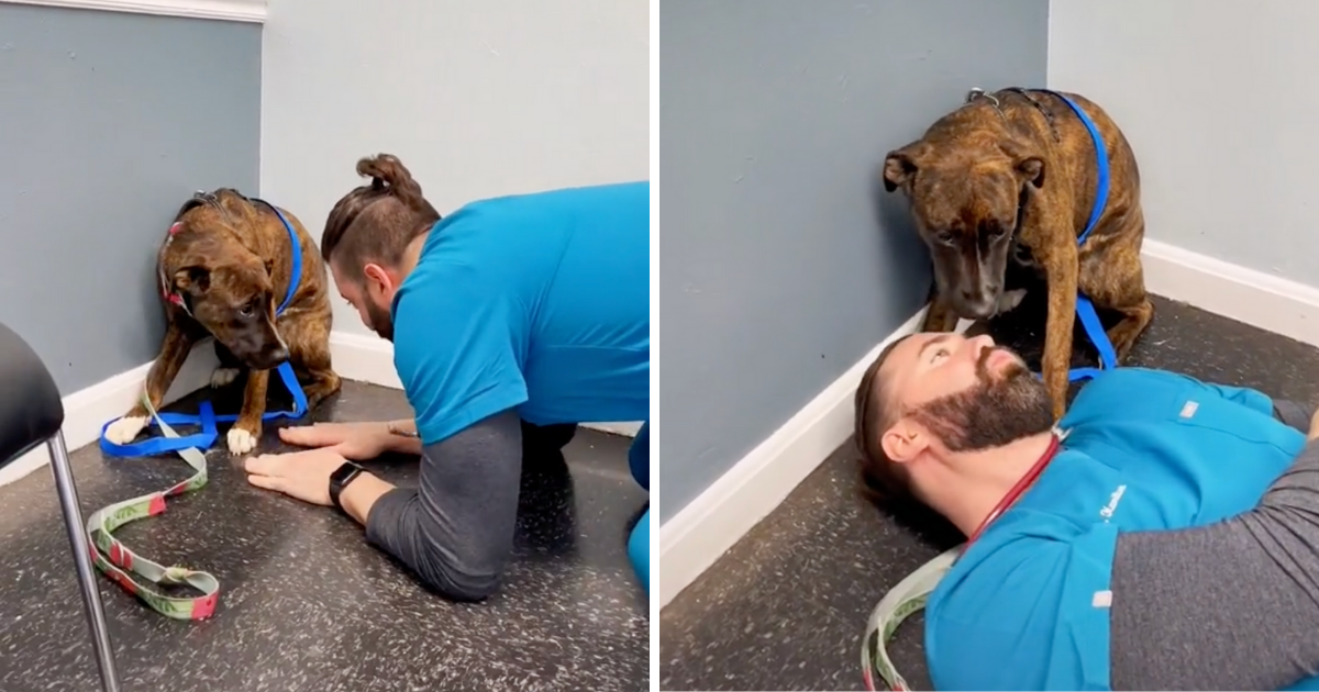 Veterinar pokazao kako utješiti i pridobiti povjerenje iznimno tjeskobnog pacijenta