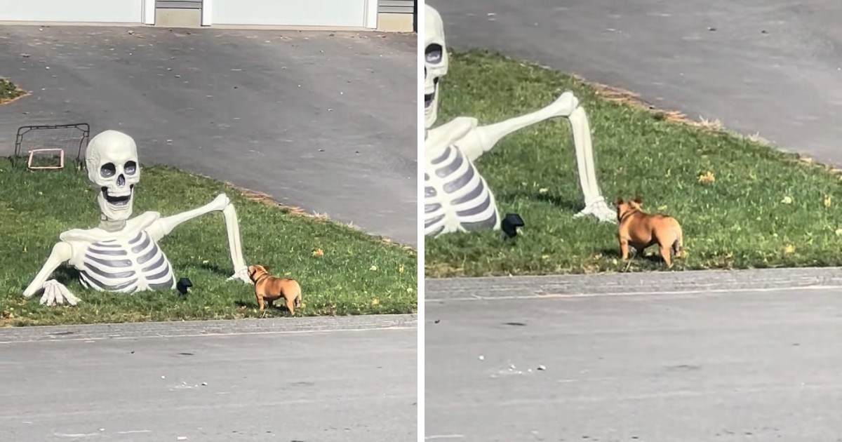 Čuvar susjedstva: Francuski buldog hrabro se suprotstavio divovskom kosturu