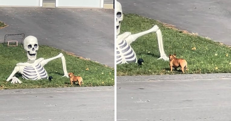 Čuvar susjedstva: Francuski buldog hrabro se suprotstavio divovskom kosturu